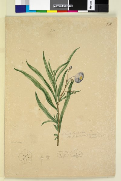 Page 211. Solanum laciniatum by John William Lewin